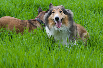 Malinois und Collie