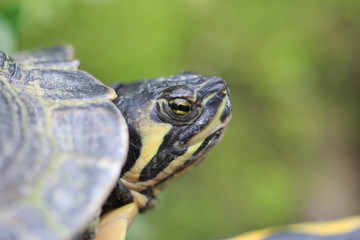 Close up of a turtle eye