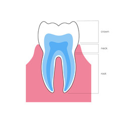 Vector isolated illustration of tooth 