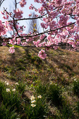 佐久間ダム親水公園の河津桜　千葉県安房郡鋸南町　日本