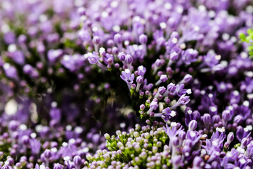Elegant macro closeup of tiny Syringa flower also known as Lilac.