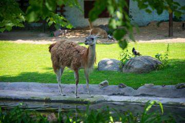 Alpaca (Lama guanicoe) in the Moscow Zoo