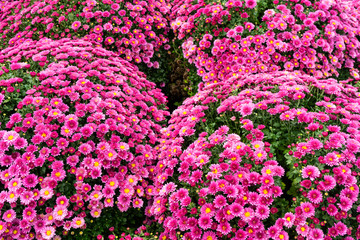 Many scarlet chrysanthemum flowers. Background image from a flowerbed.