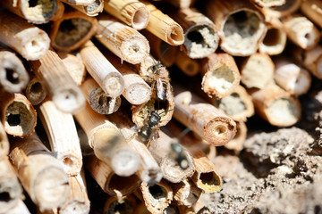 Wild bees on insect hotel made of bamboo sticks.