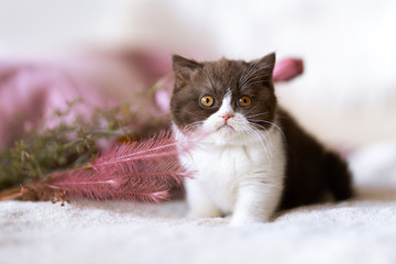 BKH Kitten Britisch Kurzhaar Katze mit Blumen