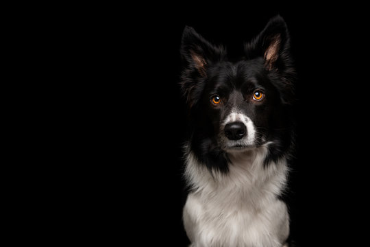 Border Collie on black background