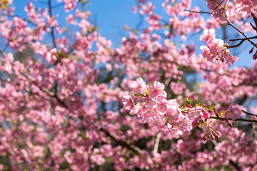 佐久間ダム親水公園の河津桜　千葉県安房郡鋸南町　日本