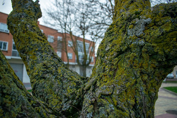 Troncos, ramas y follaje de un árbol.