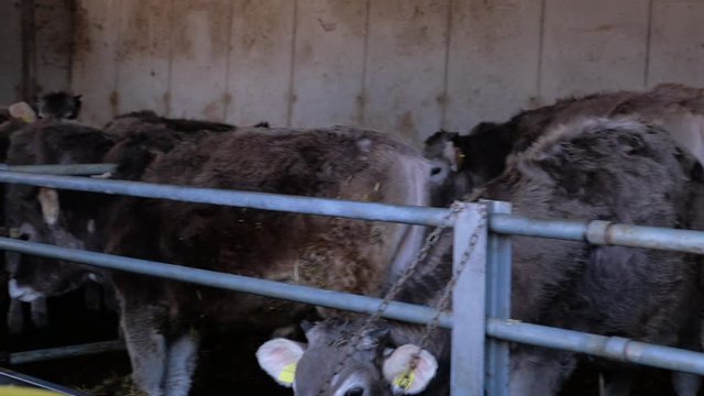 Group of Tagged Cows Inside Barn