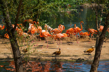 Obraz premium Moscow Zoo, Russia