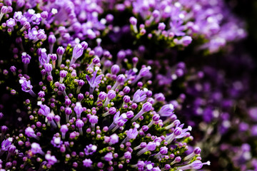 Fototapeta na wymiar Elegant macro closeup of tiny Syringa flower also known as Lilac.