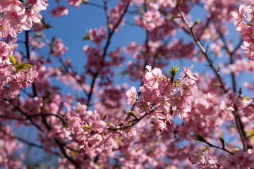 佐久間ダム親水公園の河津桜　千葉県安房郡鋸南町　日本