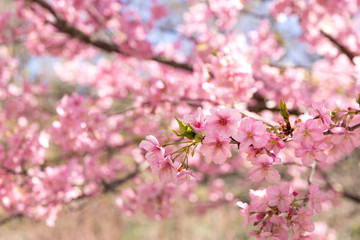 佐久間ダム親水公園の河津桜　千葉県安房郡鋸南町　日本