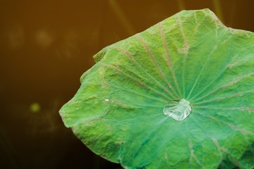 Water dropped on lotus leaf