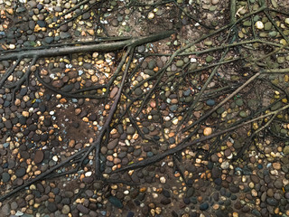 Pebble and tree root as background, top view