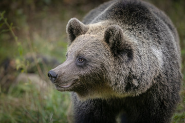 Obraz premium wild brown bear in forest near Transfagarash highway European Romania Transilvania