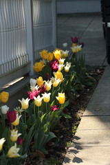 various colors of tulips