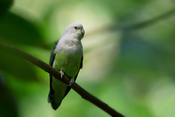 Grey-headed Lovebird - Agapornis canus, beautiful green and gray lovebird from Madagascar forests, Masoala, Madagascar.