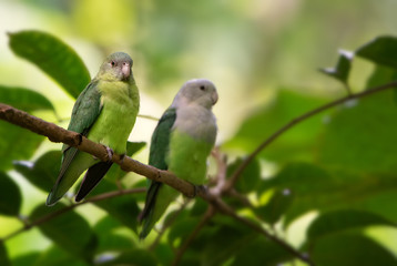 Grey-headed Lovebird - Agapornis canus, beautiful green and gray lovebird from Madagascar forests, Masoala, Madagascar.