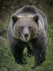 Obraz na płótnie Canvas wild brown bear in forest near Transfagarash highway European Romania Transilvania