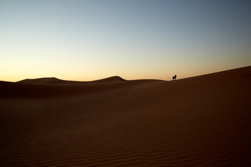 Fototapeta na wymiar Dog silhouette in the desert