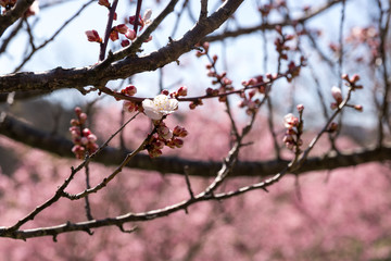 佐久間ダム親水公園の梅と河津桜　千葉県安房郡鋸南町　日本