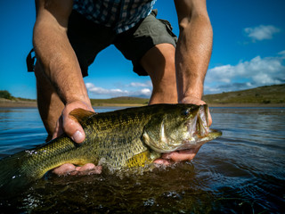 Pregnant Bass fishing on beautiful lake in South Africa closeup shot with lure