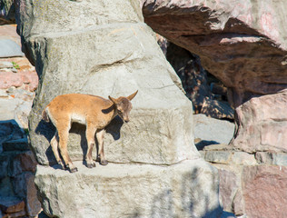 Goatling in Moscow Zoo