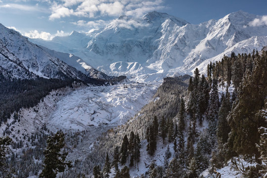 Snow forest near Nanga Parbat mountain glacier winter. Fairy meadows, Pakistan