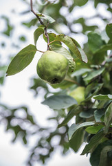 Green quince on a tree branch