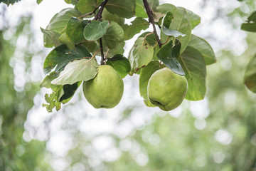 Green quince on a tree branch