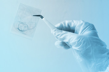 hair sample, curls in a bag in the hands of a laboratory assistant for research by genetic research...