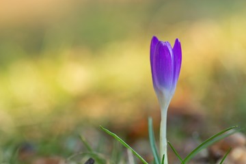 Ein einzelner lila violetter Krokus steht allein auf einer grünen Wiese im Frühling, crocus