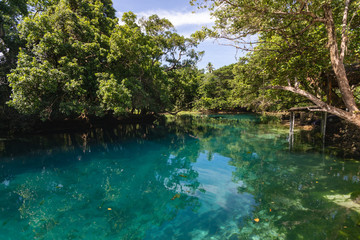 lush rainforest around freshwater blue lagoon Matevulu blue hole Espirito Santo island Vanuatu Oceania
