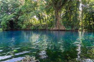 banyan tree lush rainforest around freshwater blue lagoon Matevulu blue hole Espirito Santo island...