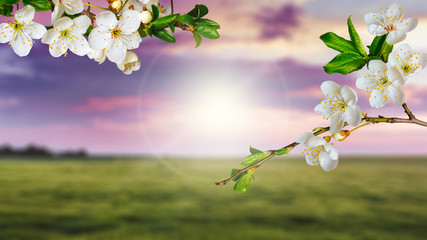 Cherry branches with flowers on green field background during sunset_