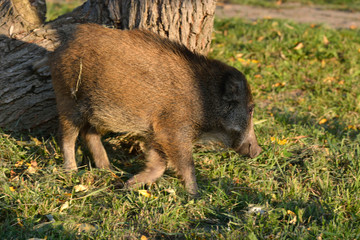 wild boar herd