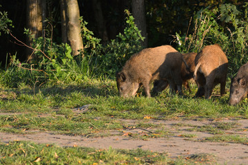 wild boar herd