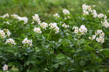 Potato Blossom. Bushes of potatoes with white flowers_