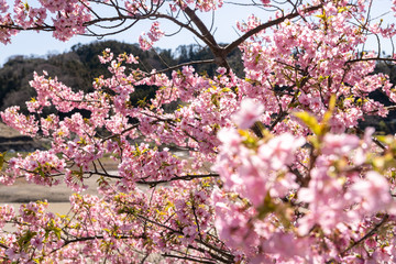 佐久間ダム親水公園の河津桜　千葉県安房郡鋸南町　日本