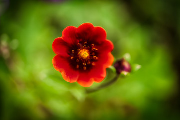 A sparkling red flower in valley of flowers 