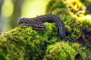 Viper, Atropoides picadoi, Picado´s Pitviper danger poison snake in the nature habitat, Tapantí NP, Costa Rica. Venomous green reptile in the nature habitat. Poisonous viper from Central America.