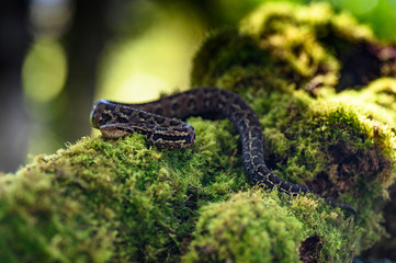 Viper, Atropoides picadoi, Picado´s Pitviper danger poison snake in the nature habitat, Tapantí NP, Costa Rica. Venomous green reptile in the nature habitat. Poisonous viper from Central America.