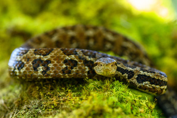 Viper, Atropoides picadoi, Picado´s Pitviper danger poison snake in the nature habitat, Tapantí NP, Costa Rica. Venomous green reptile in the nature habitat. Poisonous viper from Central America.