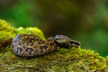 Viper, Atropoides picadoi, Picado´s Pitviper danger poison snake in the nature habitat, Tapantí NP, Costa Rica. Venomous green reptile in the nature habitat. Poisonous viper from Central America.