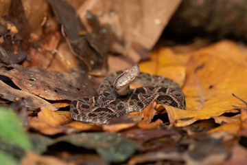 Viper, Atropoides picadoi, Picado´s Pitviper danger poison snake in the nature habitat, Tapantí NP, Costa Rica. Venomous green reptile in the nature habitat. Poisonous viper from Central America.