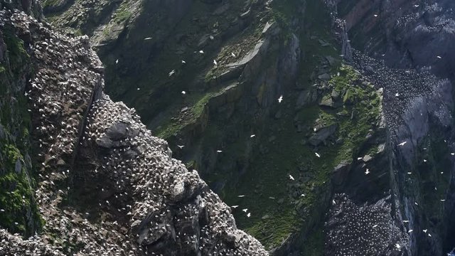 Northern gannets (Morus bassanus) nesting in seabird breeding colony in sea cliff at Hermaness, Unst, Shetland Islands, Scotland, UK