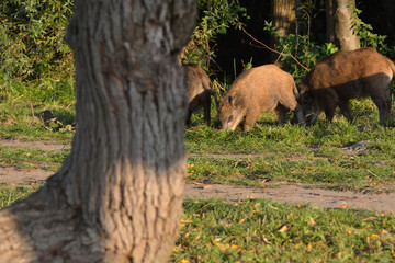 wild boar herd