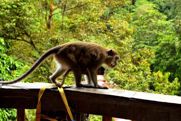 A long tailed macaque and its cub in Gunung Leuser National Park