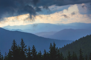 Fototapeta na wymiar Dark fir trees on a background of mountains in stormy weather_